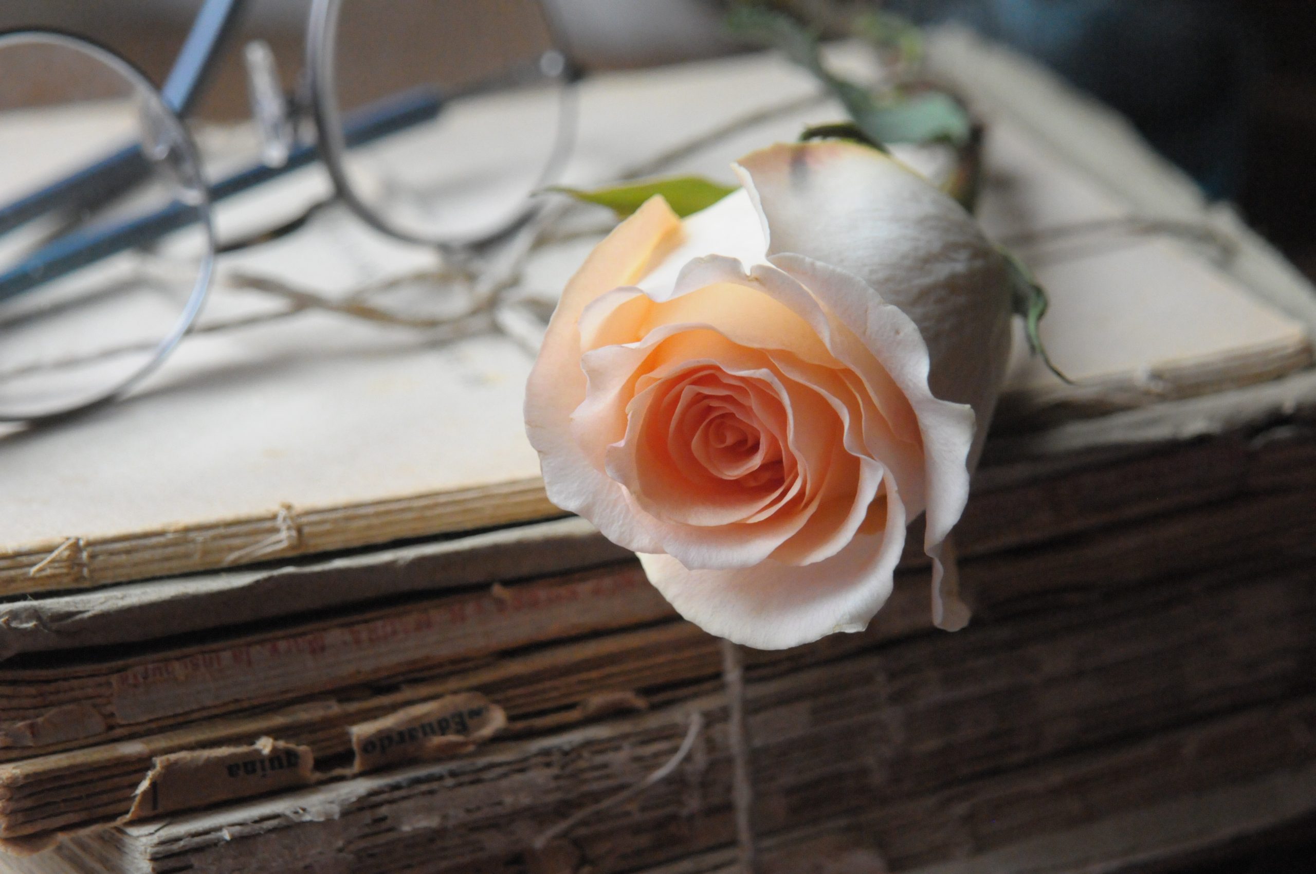 Czym są wieczne róże i dlaczego warto je mieć w swoim domu?