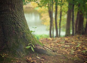 Przemysł drzewny w Polsce: Potencjał, wyzwania i innowacje